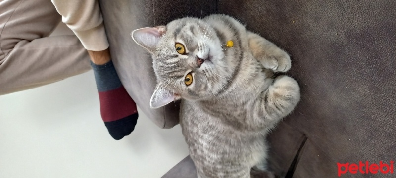 British Shorthair, Kedi  Paşa fotoğrafı