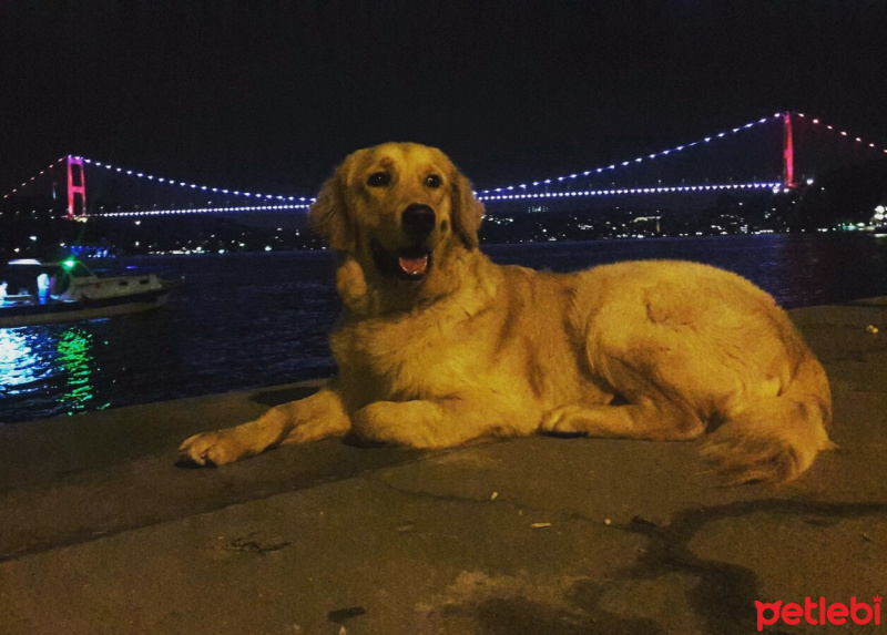 Golden Retriever, Köpek  Köpük fotoğrafı