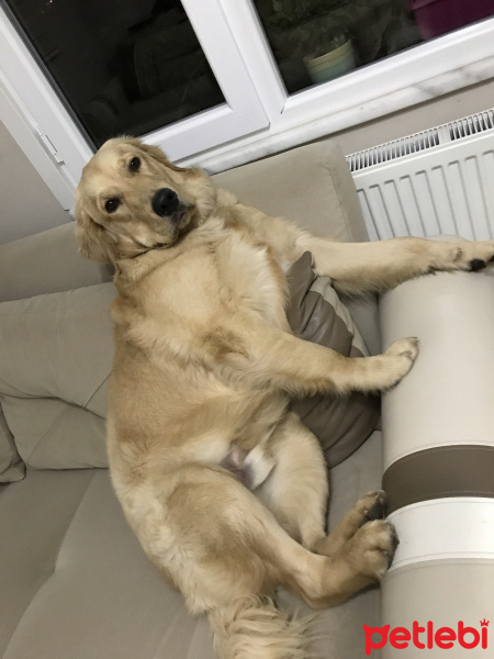Golden Retriever, Köpek  Köpük fotoğrafı