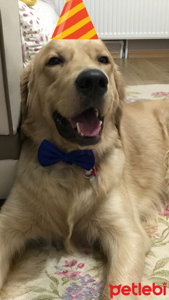 Golden Retriever, Köpek  Köpük fotoğrafı