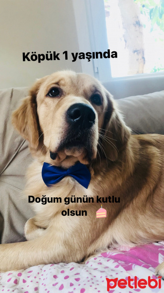 Golden Retriever, Köpek  Köpük fotoğrafı