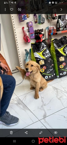 Golden Retriever, Köpek  boni fotoğrafı