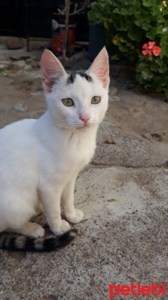 Tekir Kedi, Kedi  Soni fotoğrafı