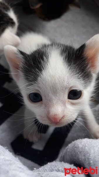 Tekir Kedi, Kedi  Berry fotoğrafı