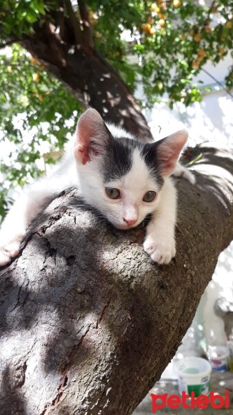 Tekir Kedi, Kedi  Berry fotoğrafı