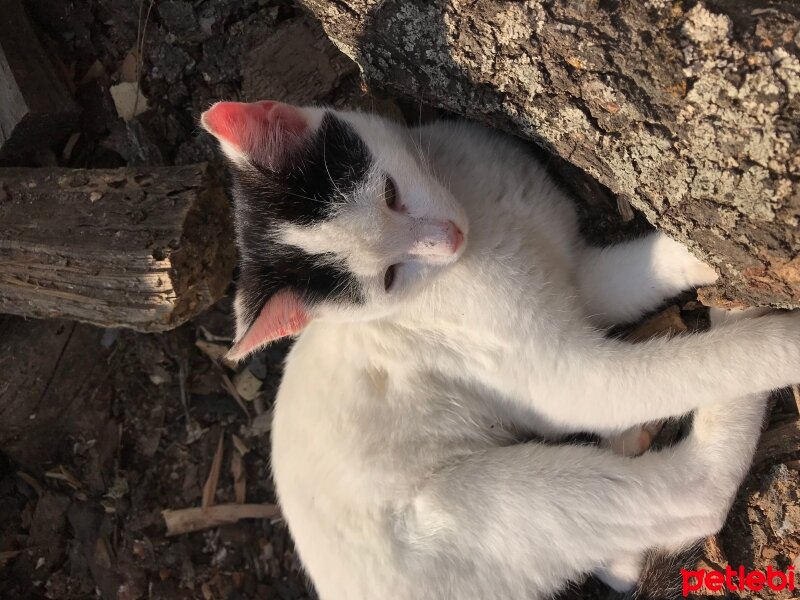 Tekir Kedi, Kedi  Berry fotoğrafı