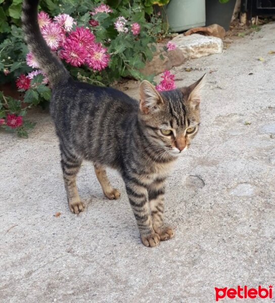 Tekir Kedi, Kedi  Dori fotoğrafı