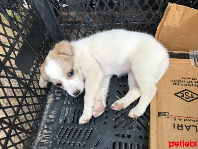 Jack Russell Terrier, Köpek  Niki fotoğrafı