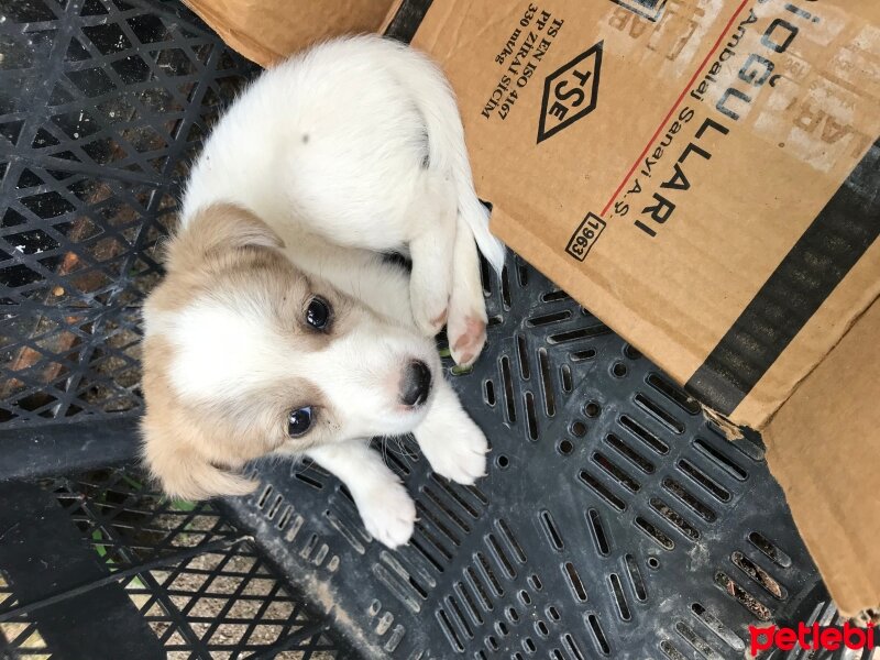 Jack Russell Terrier, Köpek  Niki fotoğrafı