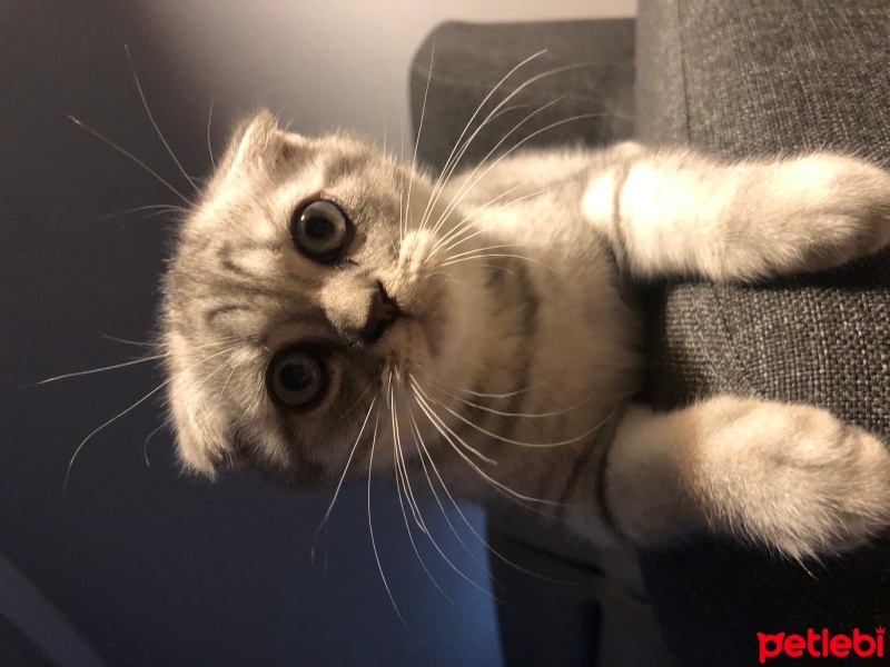 Scottish Fold, Kedi  Badem fotoğrafı