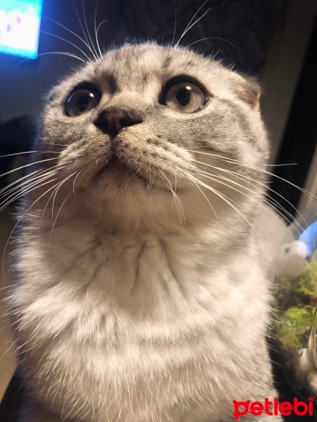 Scottish Fold, Kedi  Badem fotoğrafı