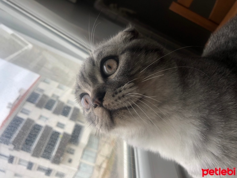 Scottish Fold, Kedi  Badem fotoğrafı