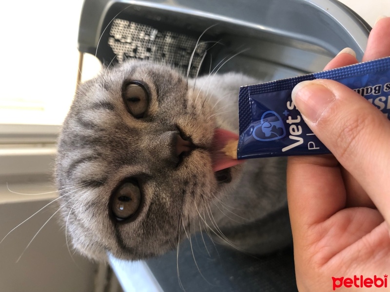 Scottish Fold, Kedi  Badem fotoğrafı