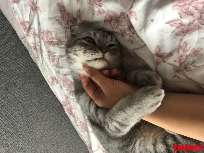Scottish Fold, Kedi  Badem fotoğrafı