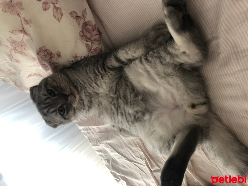 Scottish Fold, Kedi  Badem fotoğrafı