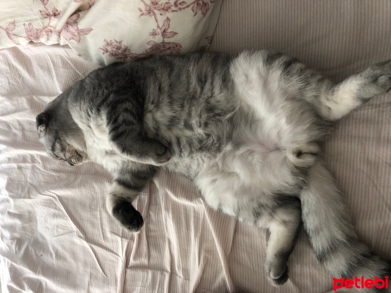 Scottish Fold, Kedi  Badem fotoğrafı