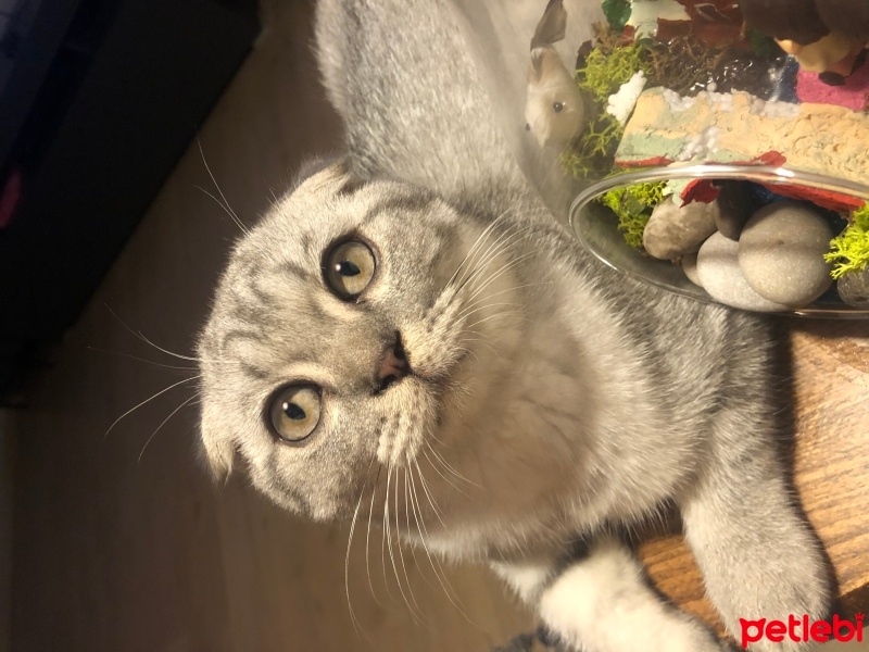 Scottish Fold, Kedi  Badem fotoğrafı
