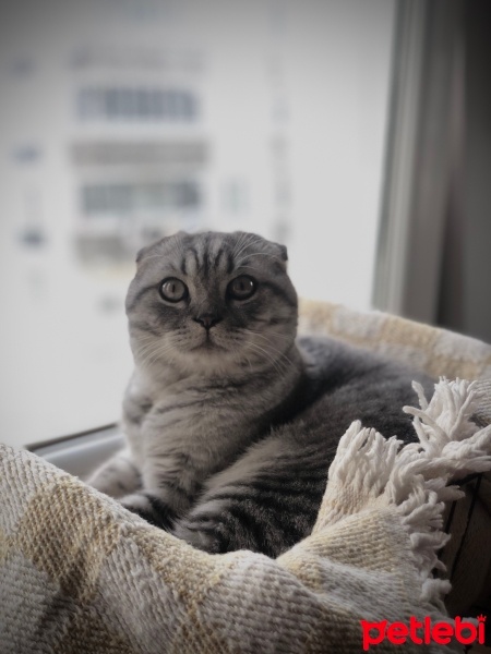 Scottish Fold, Kedi  Badem fotoğrafı