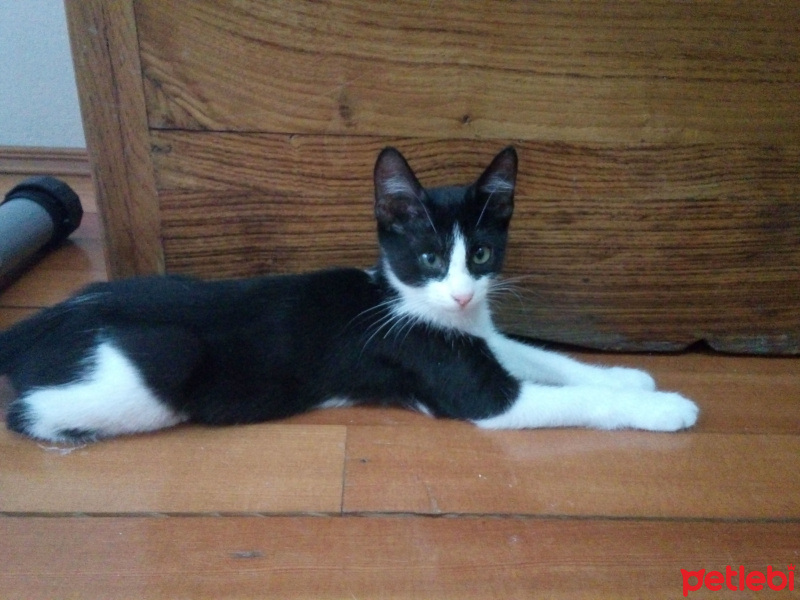 Tekir Kedi, Kedi  Pera fotoğrafı