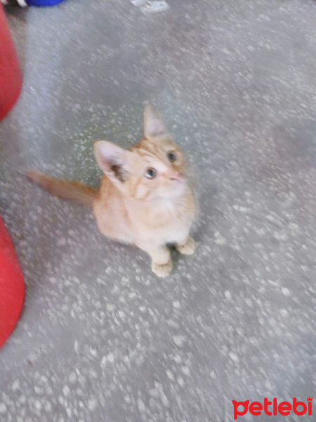 Tekir Kedi, Kedi  Boncuk fotoğrafı
