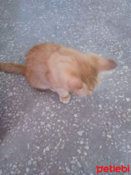 Tekir Kedi, Kedi  Boncuk fotoğrafı