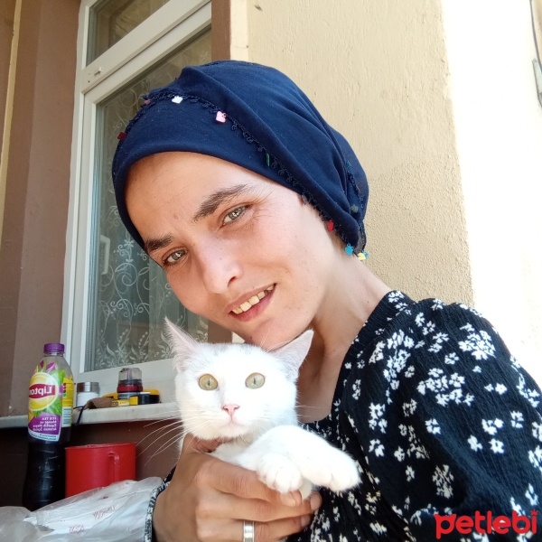 Van Kedisi, Kedi  Pamuk fotoğrafı