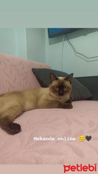 Siyam Kedisi, Kedi  Paşa fotoğrafı