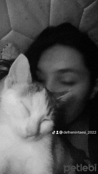 Tekir Kedi, Kedi  Boncuk fotoğrafı