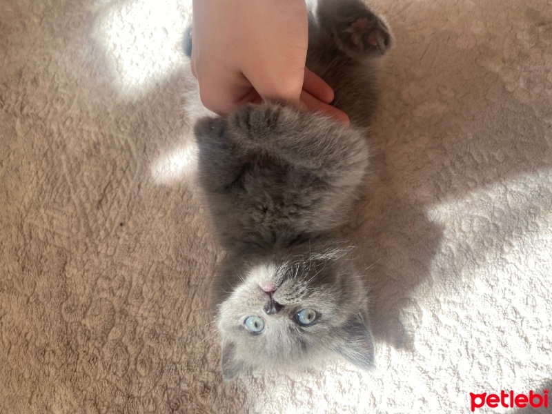 Brazilian Shorthair, Kedi  Paşa fotoğrafı