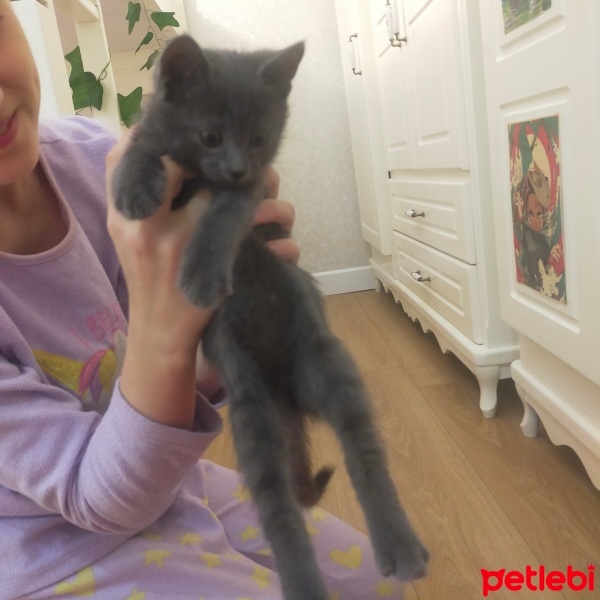 British Shorthair, Kedi  Duman fotoğrafı