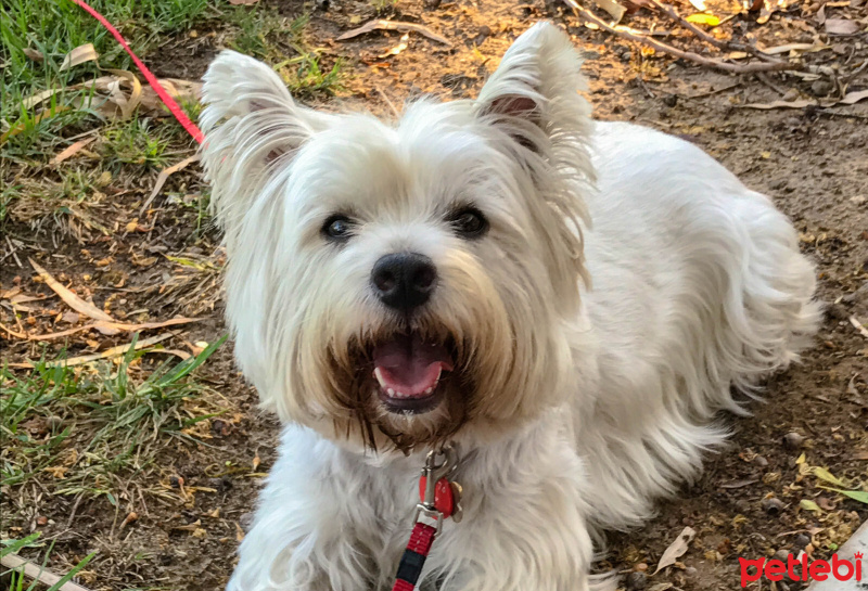 Maltese, Köpek  Misha fotoğrafı