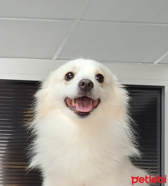 Amerikan Eskimo, Köpek  Pablo fotoğrafı