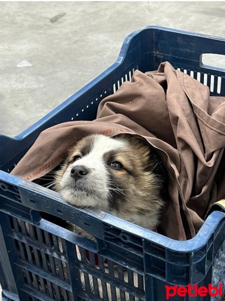 Sokö (Sokak Köpeği), Köpek  Yaman fotoğrafı