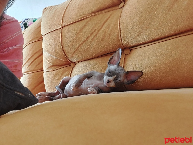 Sphynx, Kedi  Dobby fotoğrafı
