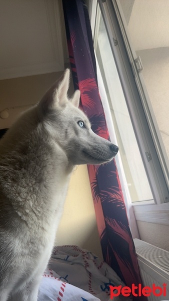 Sibirya Kurdu (Husky), Köpek  Hera fotoğrafı