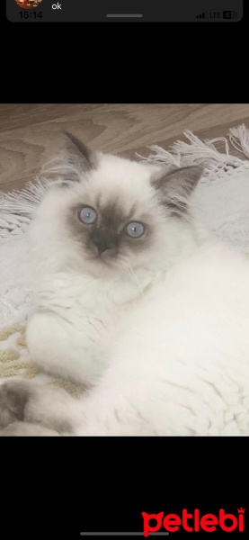 British Longhair, Kedi  Latte fotoğrafı