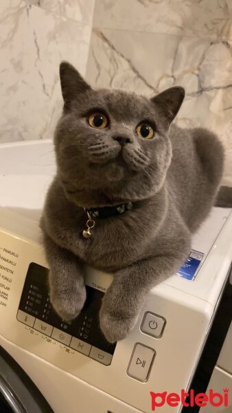 British Shorthair, Kedi  Tomy fotoğrafı