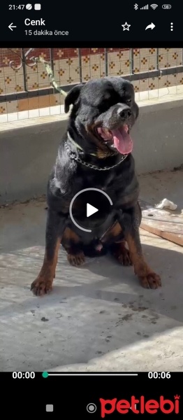 Rottweiler, Köpek  Cesur fotoğrafı