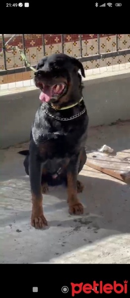 Rottweiler, Köpek  Cesur fotoğrafı