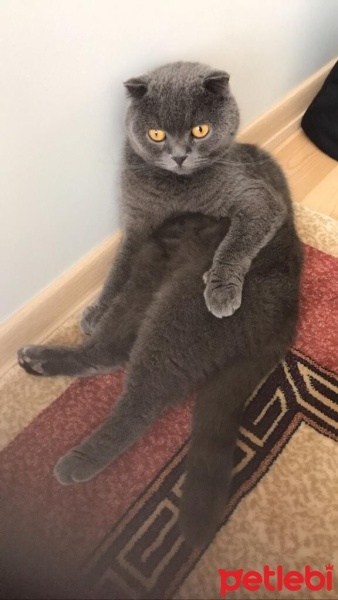 British Shorthair, Kedi  Duman fotoğrafı
