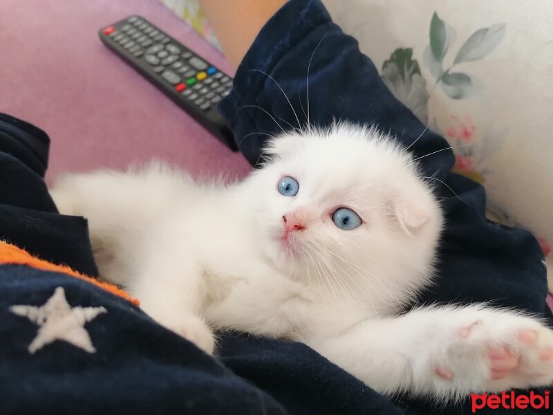 Scottish Fold, Kedi  Ateş fotoğrafı