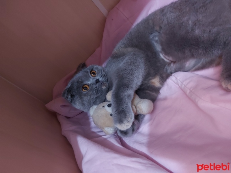 Scottish Fold, Kedi  Lilly Monica fotoğrafı