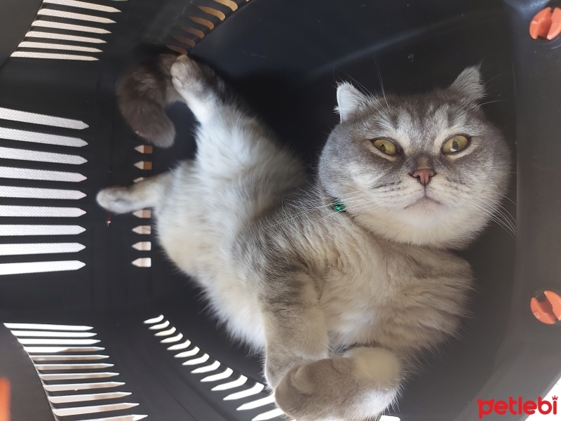 British Shorthair, Kedi  Molly Helia fotoğrafı
