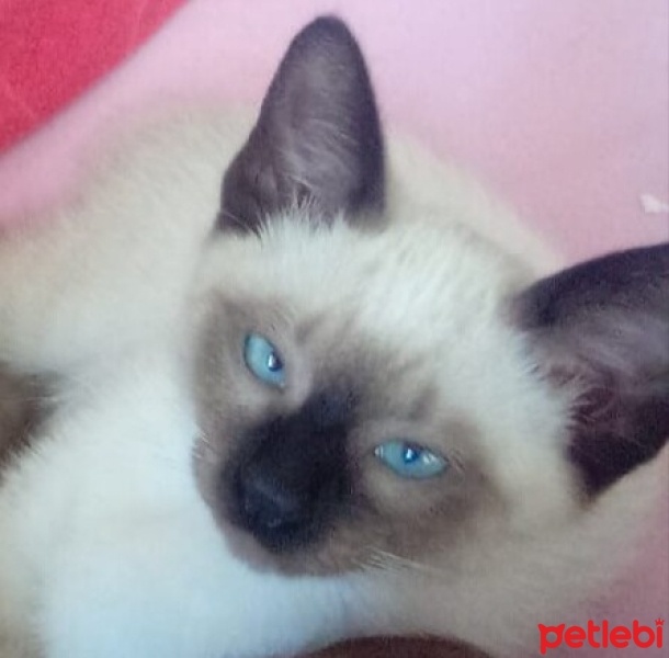 Siyam Kedisi, Kedi  Şans fotoğrafı
