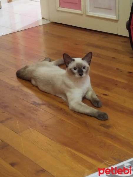 Siyam Kedisi, Kedi  Şans fotoğrafı