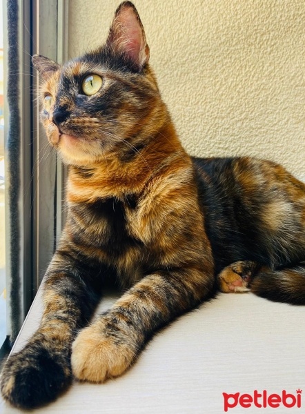 Tekir Kedi, Kedi  Ponçik fotoğrafı