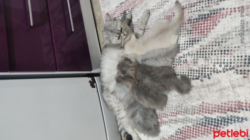Scottish Fold, Kedi  Mia fotoğrafı