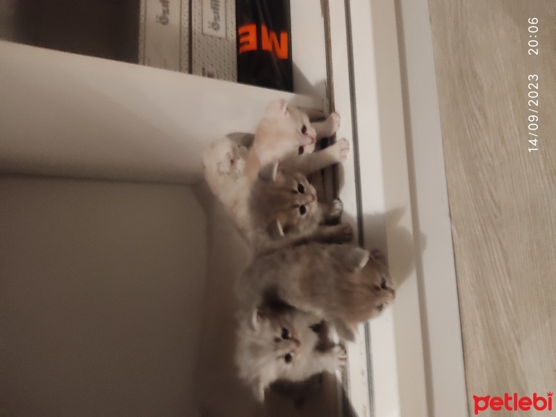 Scottish Fold, Kedi  Mia fotoğrafı