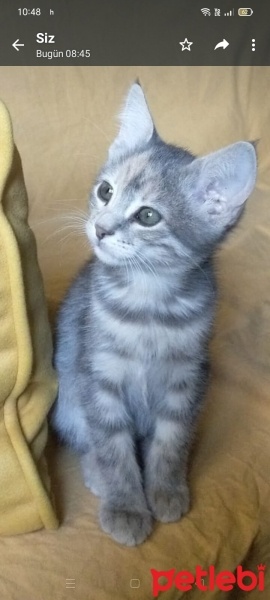 Tekir Kedi, Kedi  Gümüş fotoğrafı