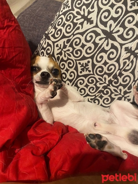 Chihuahua, Köpek  hardal fotoğrafı